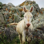 asinara4x4_10