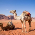 camel-gf6f9b2892_1280