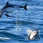 @10x_1-avvistamento-delfini